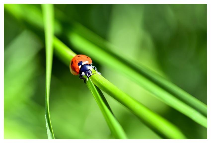Ladybug Insect Nature Beetle