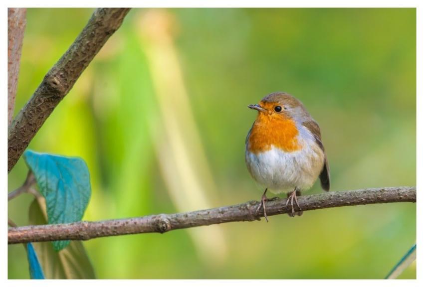 Robin Bird Animals European Robin