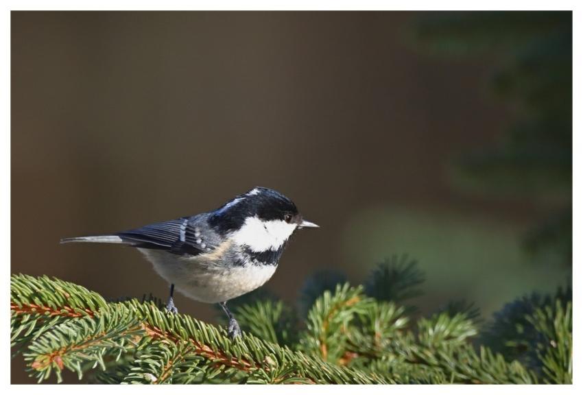 Bird Tit Branch Fir