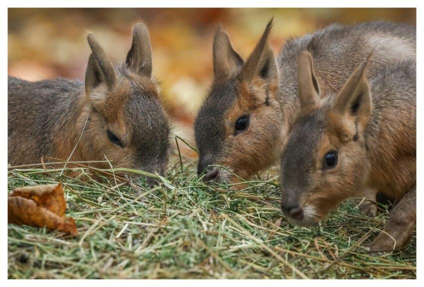 Hare Nature Grass Animal