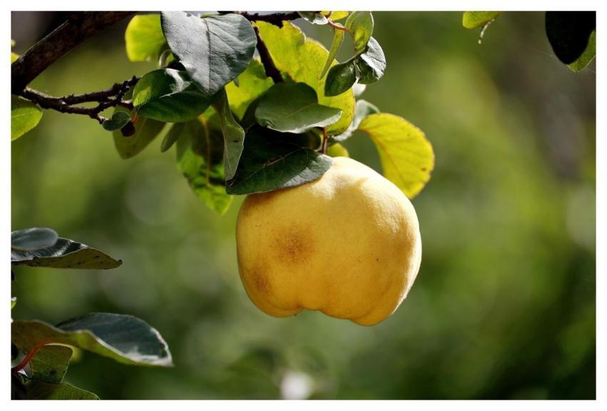 Quince Fruit Tree Branch