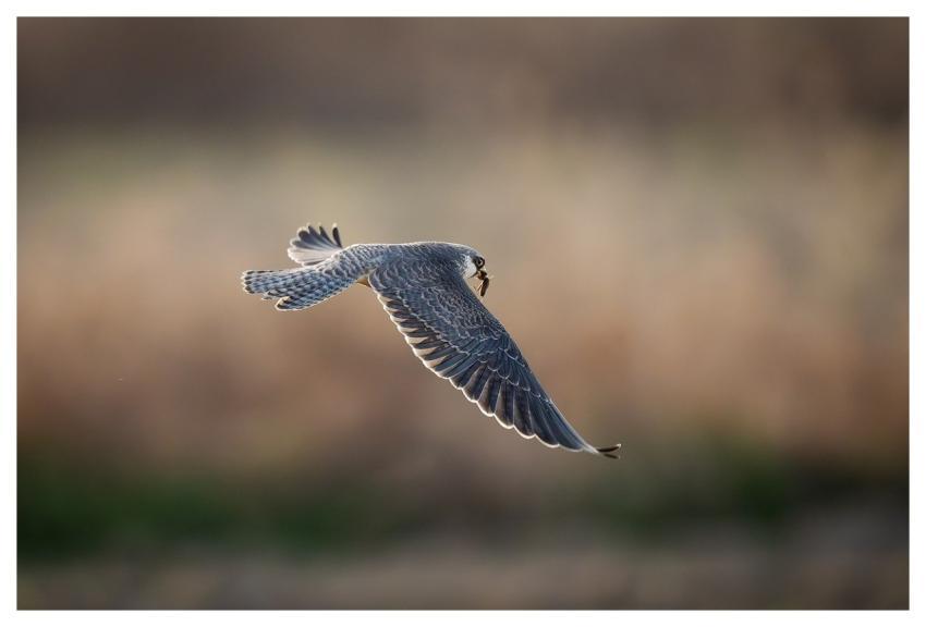 Bird Nature Animal Wildlife