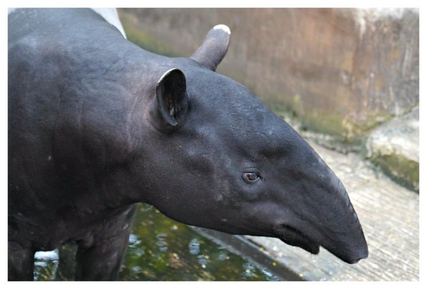 Malayan Tapir Tapir Animal Wildlife