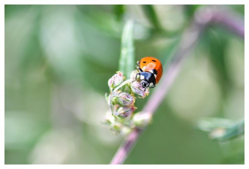 Ladybug Insect Nature Plants