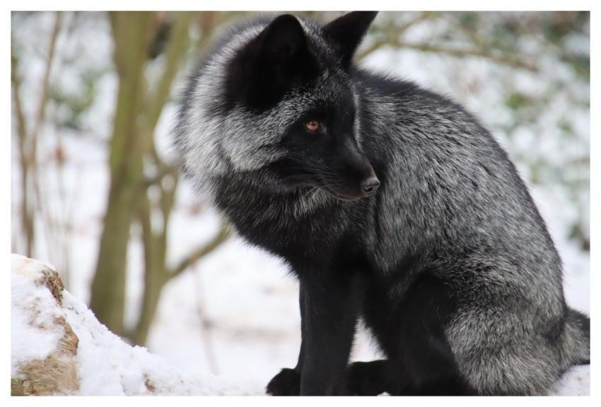 Fox Gray Black Animal