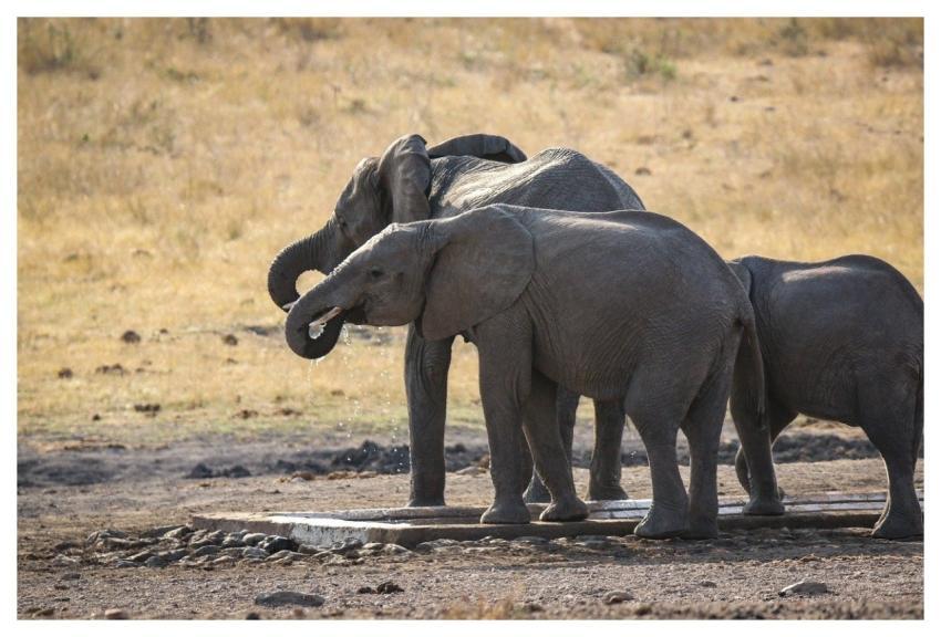 Elephants Water Bird Park African Safari
