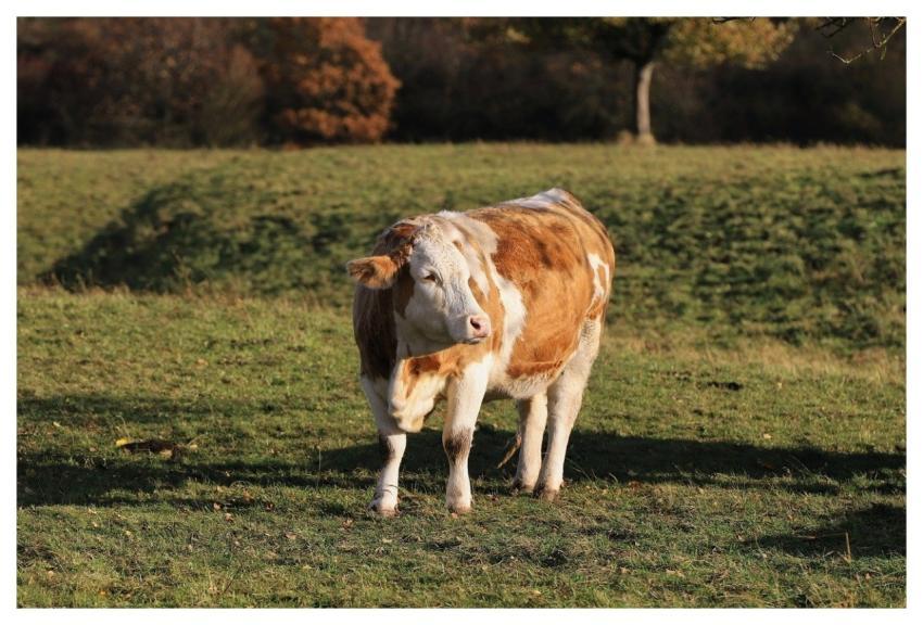 Pasture Coupling Beef Christina9999