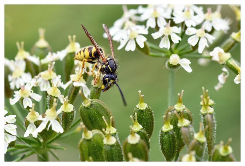 Wasp Insect Flower Wallpaper Nature