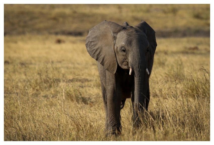Elephant Calf Nature Kruger