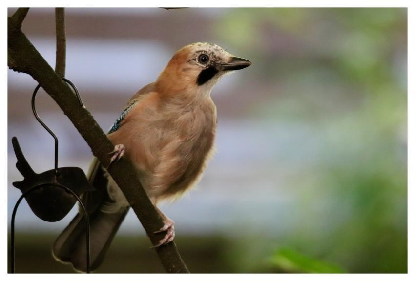 Jay Nature Raven Bird Songbird