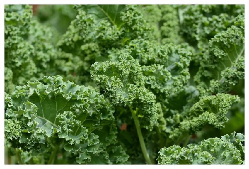 Kale Cabbage Vegetables Plant