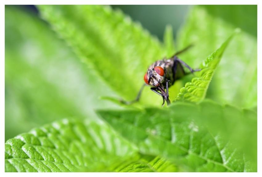 Fly Insect Nature Sheets