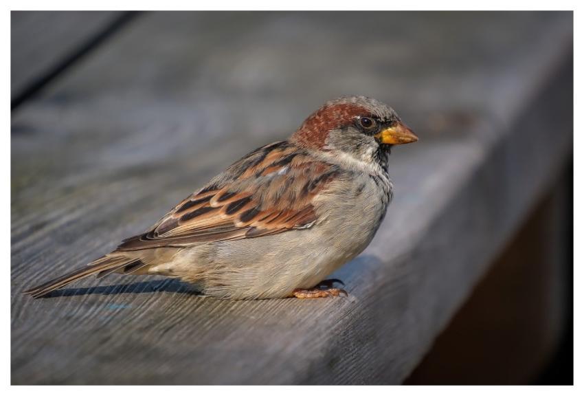 Sparrow House Sparrow Bird Nature