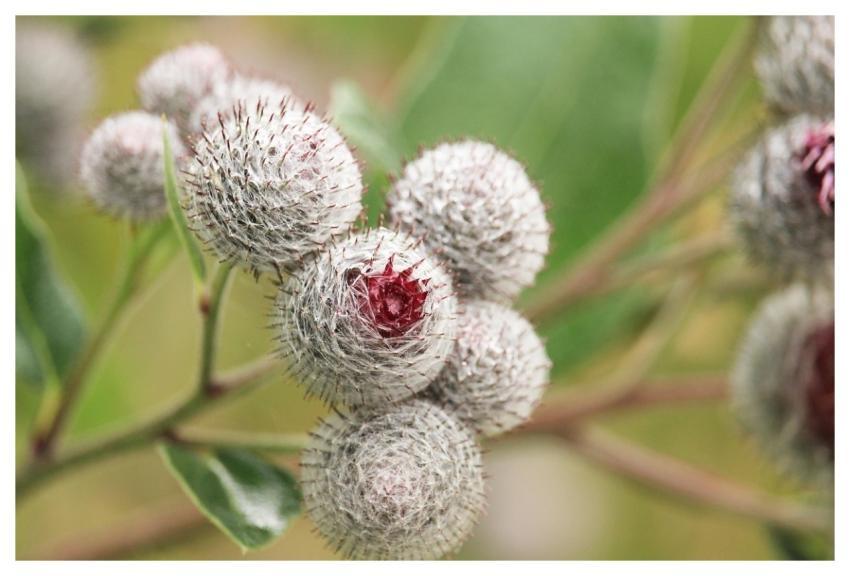 Burdock Spherical Medicinal Plant Bush
