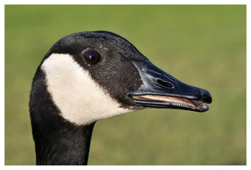 Goose Bird Animal Head