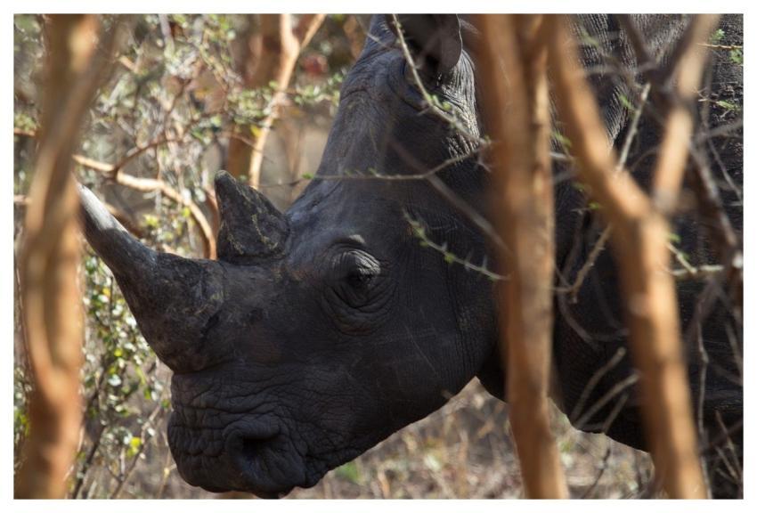 Rhinoceros Wilderness Animal Africa