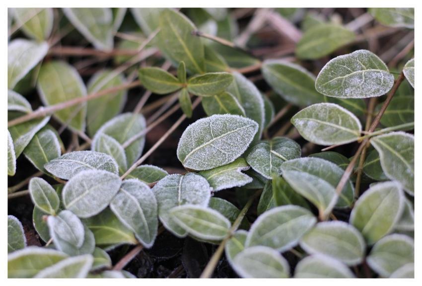 Leaves Macro Frost Garden