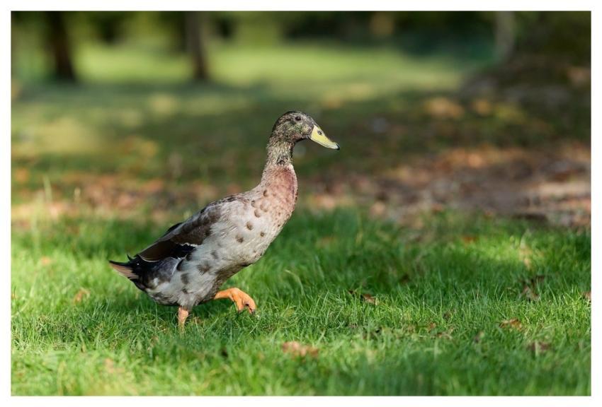 Duck Bird Waterfowl Walking