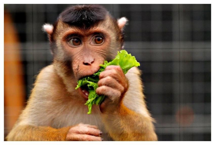 Ape Feeding Animal Wildlife