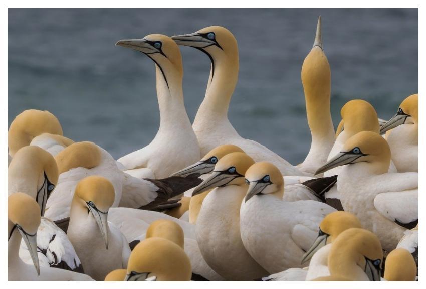 Cape Gannet Booby Birds Seabirds