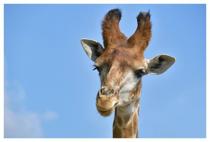 Giraffe Animal Sky Head