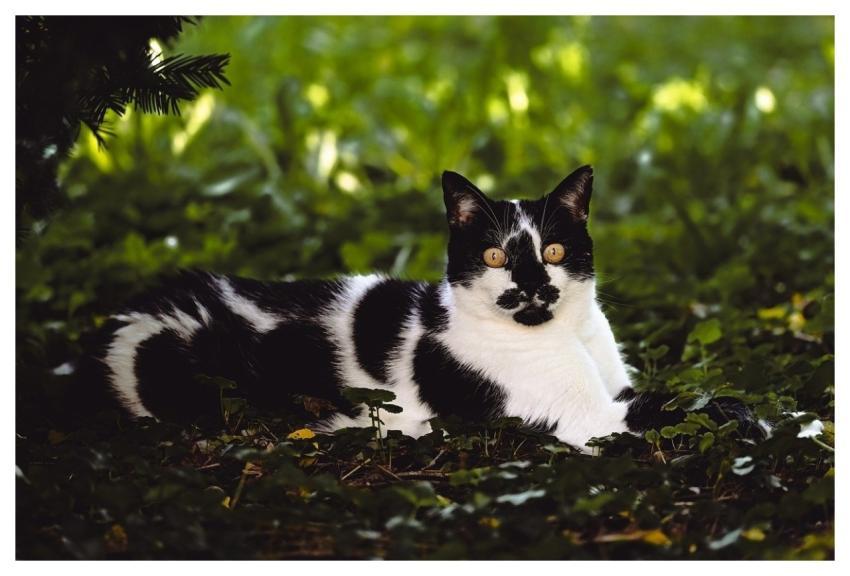 Cat Domestic Animal Animal Nature