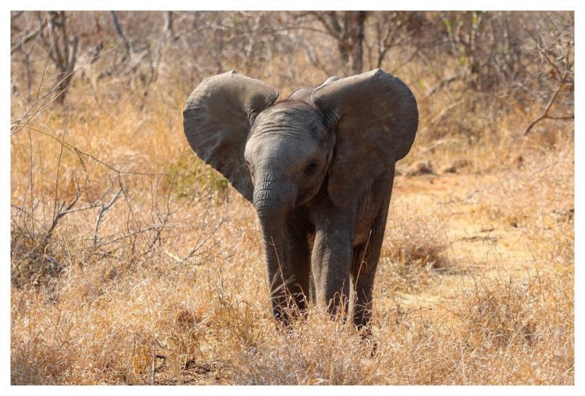 Elephant African Calf Mammal
