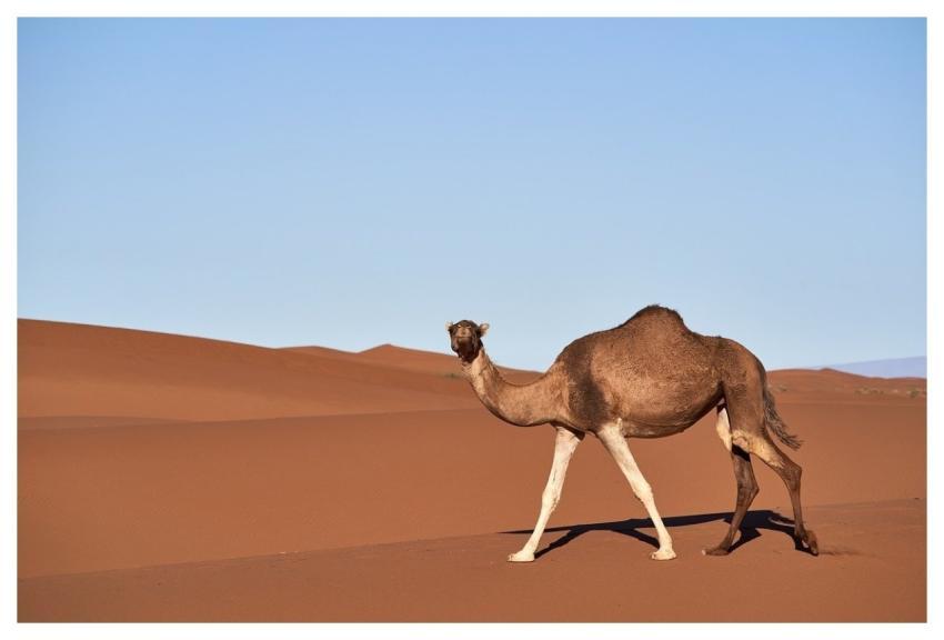 Camel Sahara Desert Nature