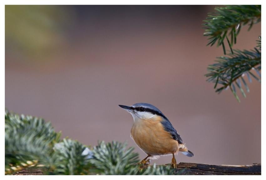 Nuthatch Bird Branches Winter