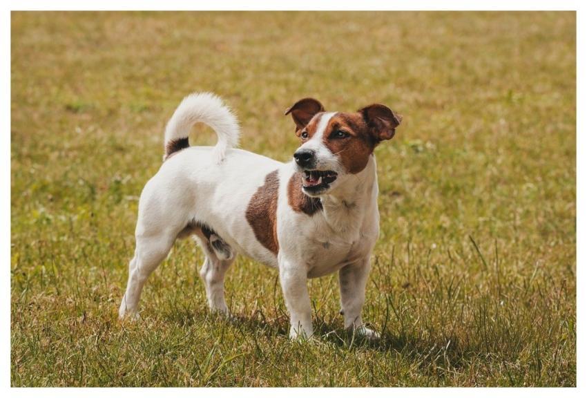 Jack Russell Animal Dog Terrier