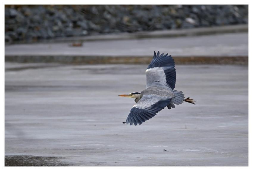 Heron Winter Landscape Frozen Pond Flying Bird