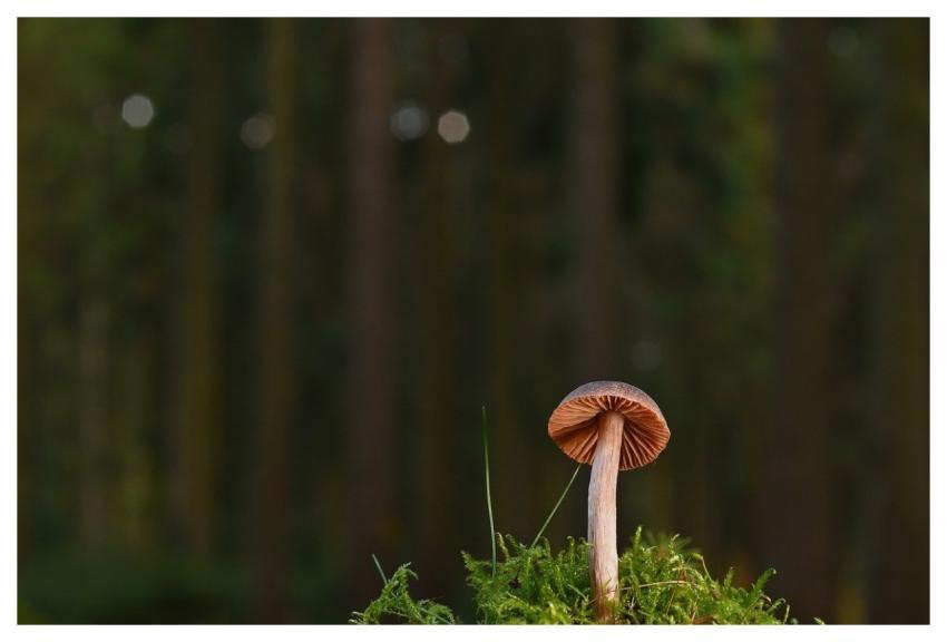 Mushroom Disc Fungus Fall Fungal Science