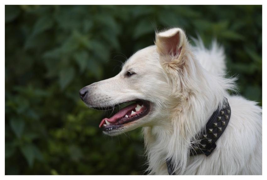 Dog Animal Domestic Animal Nature