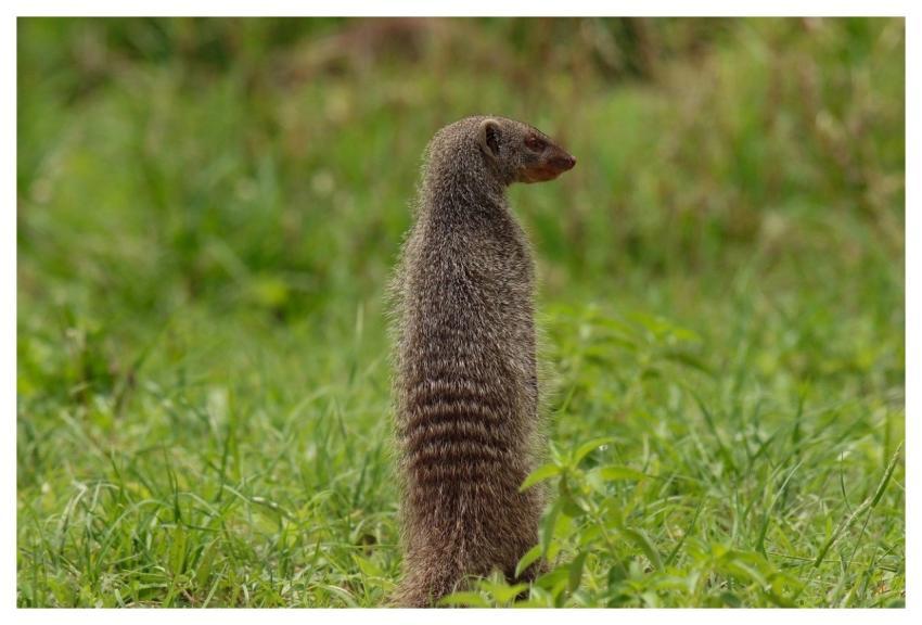 Mongoose Banded Nature Mammal