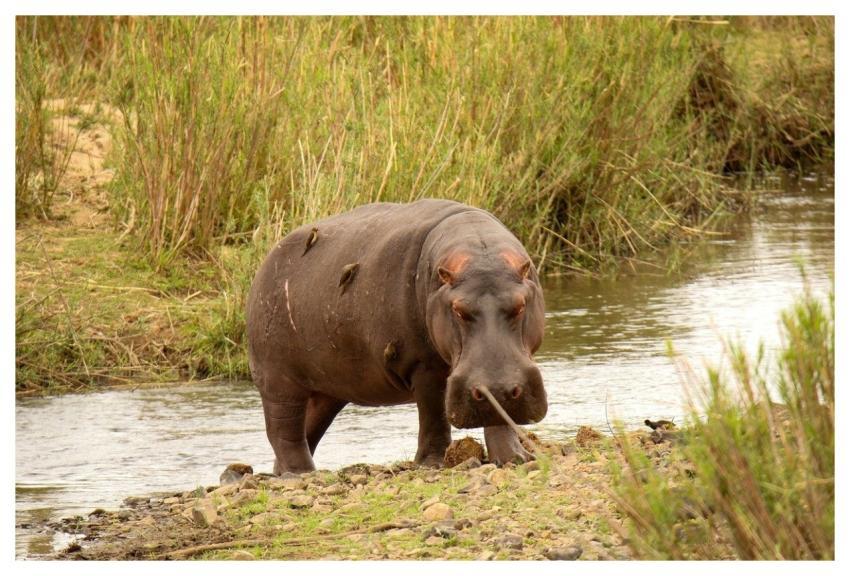 Hippo Nature Africa Water