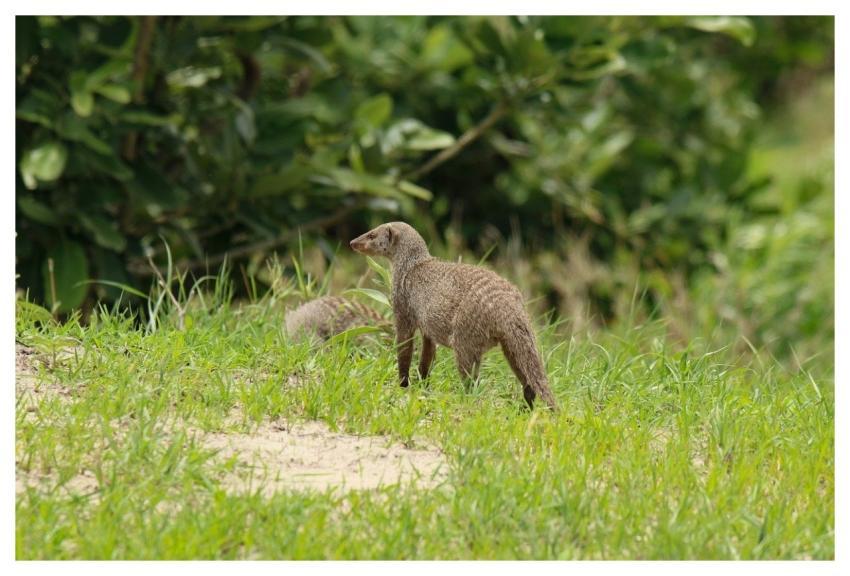 Mongoose Animal Nature Africa