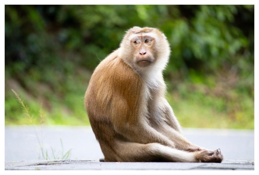 Long-Tailed Macaque Monkey Nature Animal