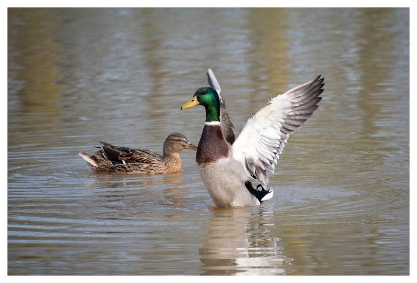 Duck Mallard Bird Animal