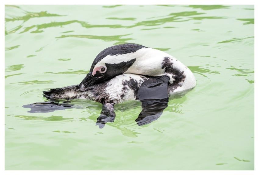 Penguin Bird Animal Swim