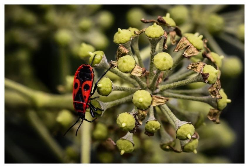 Beetle Insect Nature Close Up