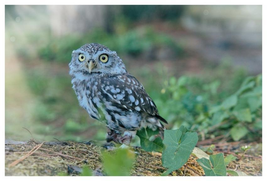 Brown Owl Owl Nature Bird