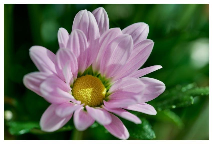 Daisy Flower Pinky Bloom