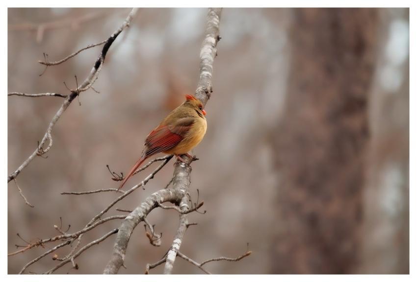 Birds Cardinals Nature Wildlife
