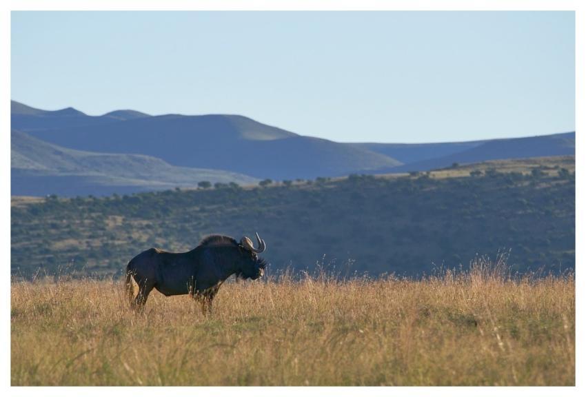 Wildebeest Gnu Savannah Africa