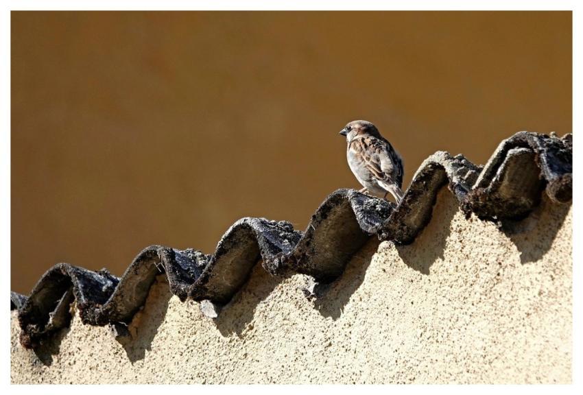 Bird Fauna Roof Relax
