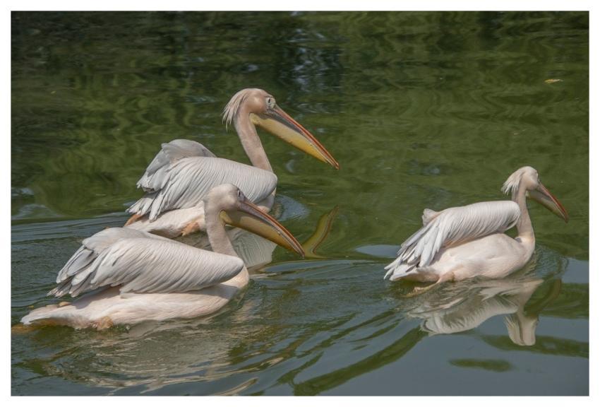 Pelican Waterbirds Animals Ornithology