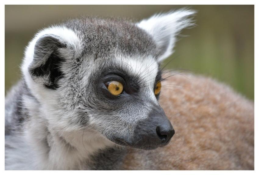 Lemur Maki Catta Nature