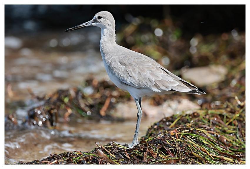 Bird Water Avian Nature