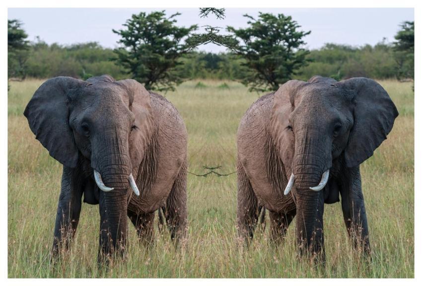 Elephant Wilderness Nature Asian