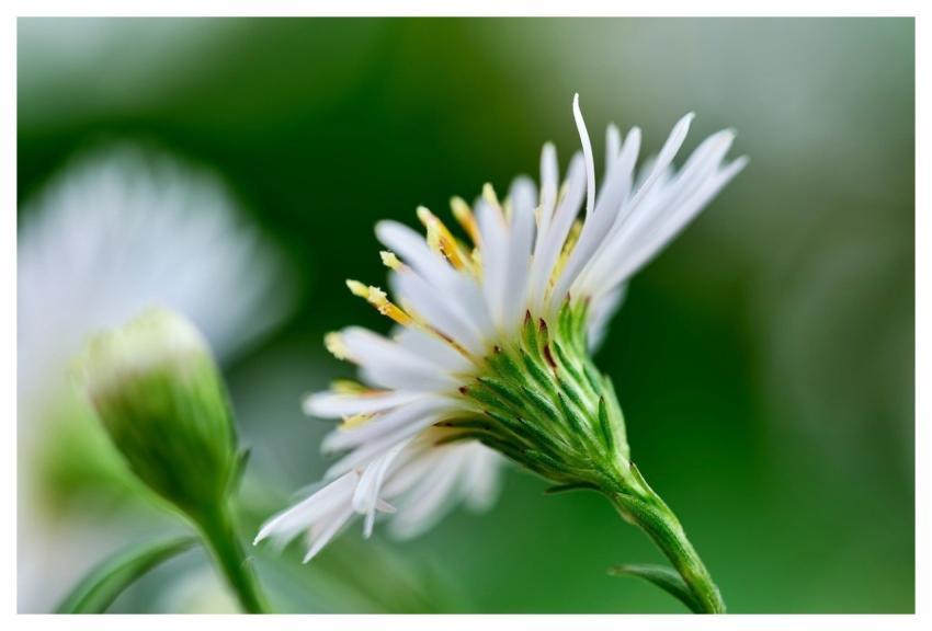 Tall White Aster Petals Blossom Flower
